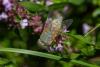 Atylotus rusticus